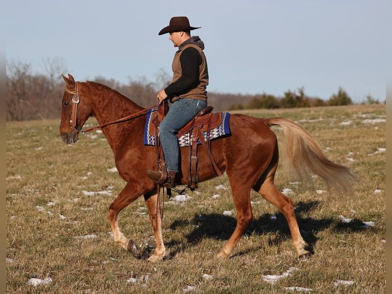 American Quarter Horse Wallach 8 Jahre 152 cm Apfelschimmel in Sandston VA