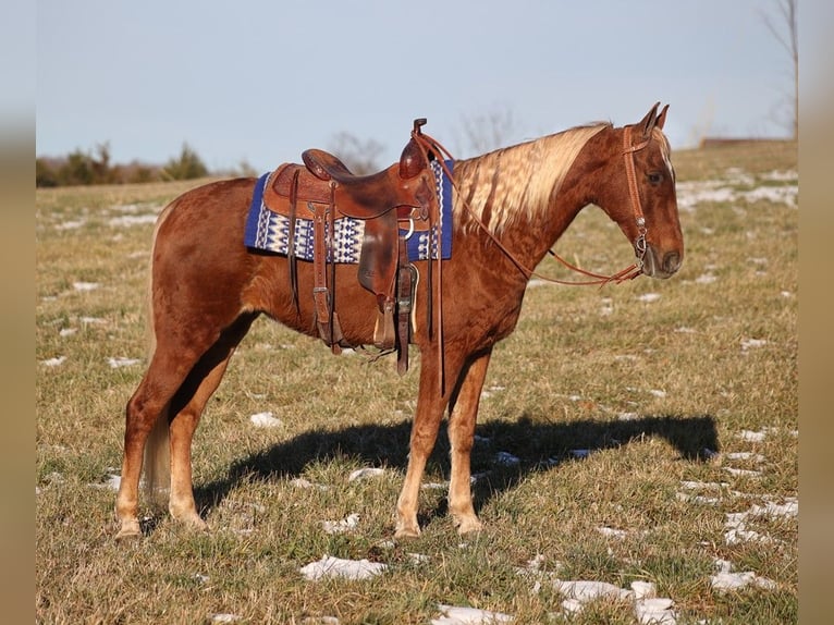 American Quarter Horse Wallach 8 Jahre 152 cm Apfelschimmel in Sandston VA
