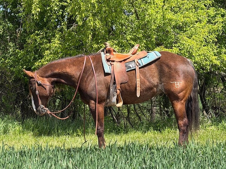 American Quarter Horse Wallach 8 Jahre 152 cm Brauner in Oakley, MI