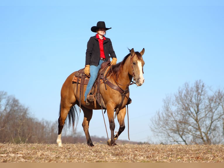 American Quarter Horse Wallach 8 Jahre 152 cm Buckskin in Clarion
