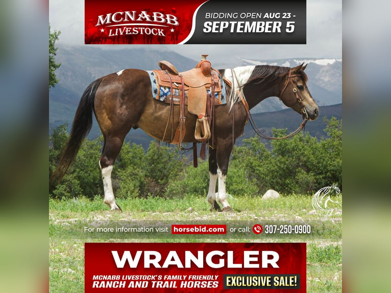 American Quarter Horse Wallach 8 Jahre 152 cm Buckskin in Cody, WY