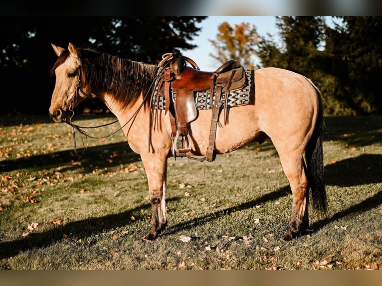 American Quarter Horse Wallach 8 Jahre 152 cm Buckskin in Dalton, OH