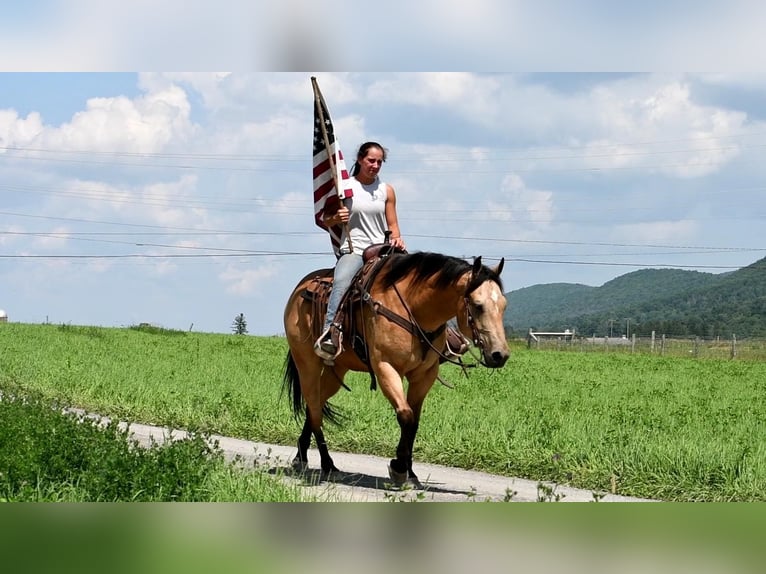 American Quarter Horse Wallach 8 Jahre 152 cm Buckskin in Rebersburg, PA