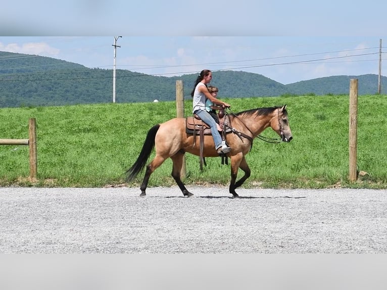 American Quarter Horse Wallach 8 Jahre 152 cm Buckskin in Rebersburg, PA