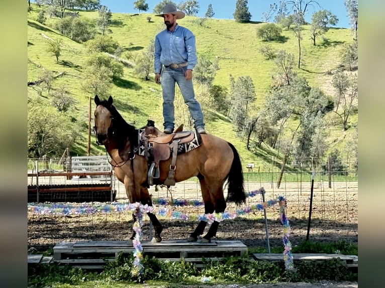 American Quarter Horse Wallach 8 Jahre 152 cm Buckskin in Tres Pinos