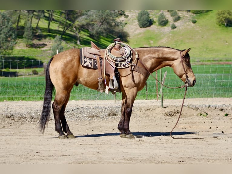 American Quarter Horse Wallach 8 Jahre 152 cm Buckskin in Tres Pinos