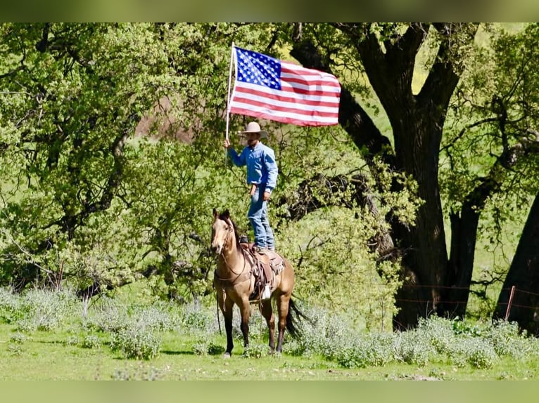 American Quarter Horse Wallach 8 Jahre 152 cm Buckskin in Tres Pinos