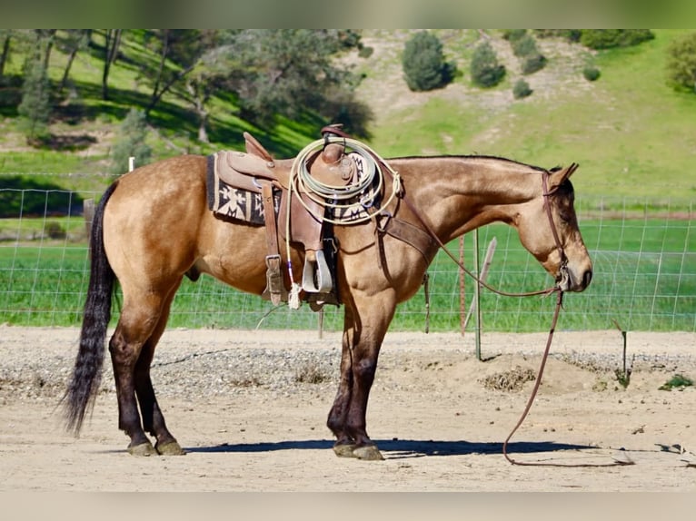 American Quarter Horse Wallach 8 Jahre 152 cm Buckskin in Tres Pinos
