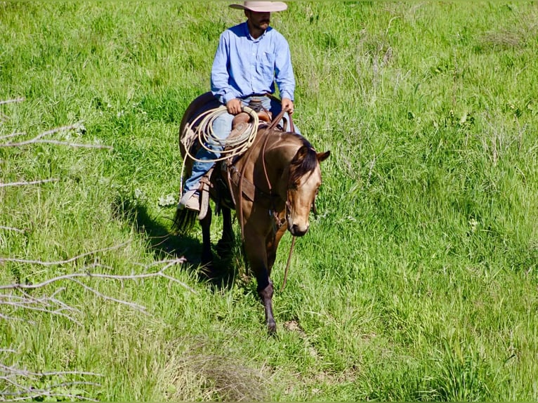 American Quarter Horse Wallach 8 Jahre 152 cm Buckskin in Tres Pinos