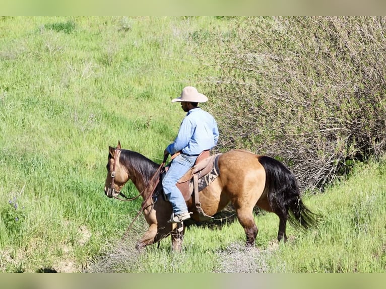 American Quarter Horse Wallach 8 Jahre 152 cm Buckskin in Tres Pinos