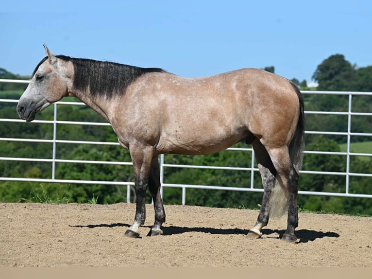 American Quarter Horse Wallach 8 Jahre 152 cm Buckskin in Millersburg, OH