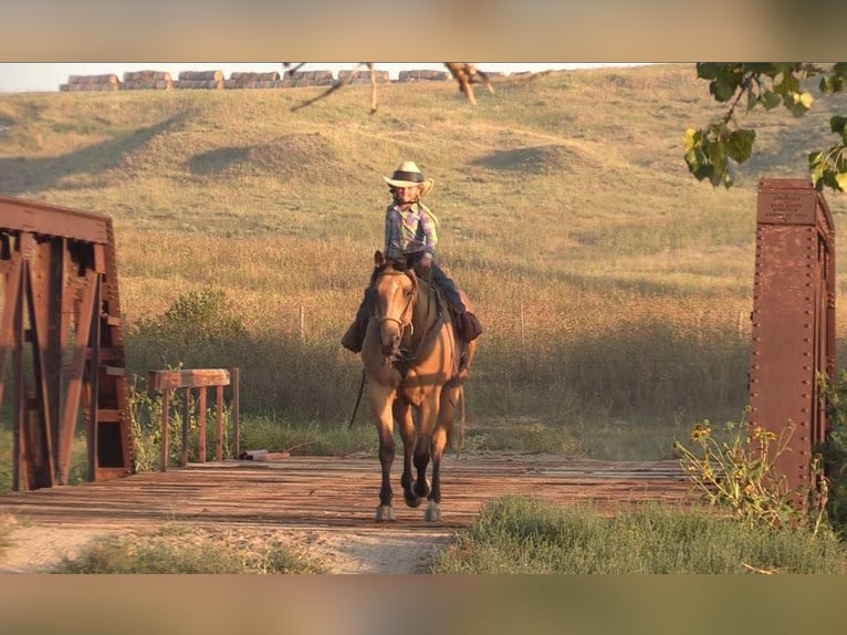 American Quarter Horse Wallach 8 Jahre 152 cm Buckskin in Rushville NE