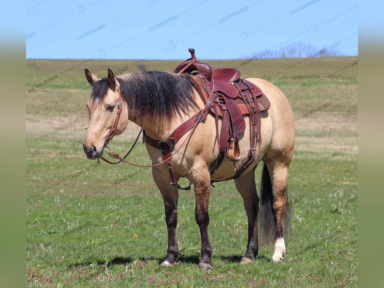 American Quarter Horse Wallach 8 Jahre 152 cm Buckskin in Brookville