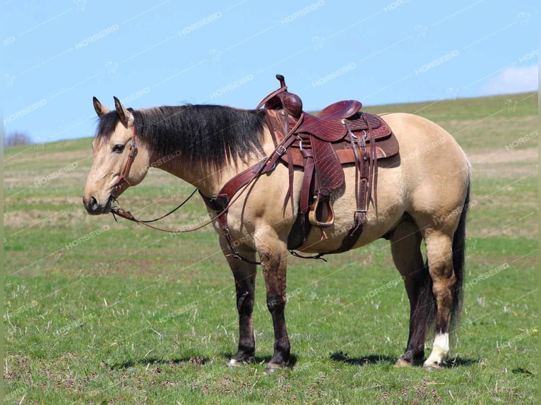 American Quarter Horse Wallach 8 Jahre 152 cm Buckskin in Brookville