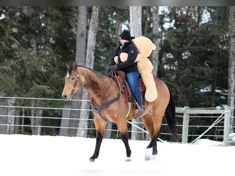 American Quarter Horse Wallach 8 Jahre 152 cm Buckskin in Clarion, PA