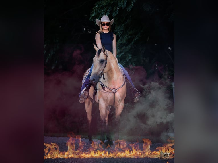 American Quarter Horse Wallach 8 Jahre 152 cm Buckskin in Elkton, KY