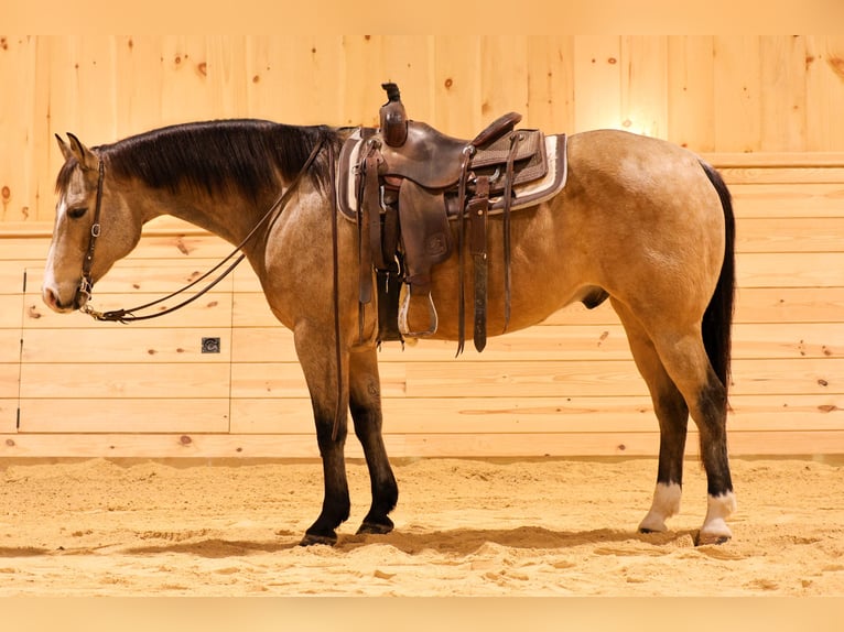 American Quarter Horse Wallach 8 Jahre 152 cm Buckskin in Needmore