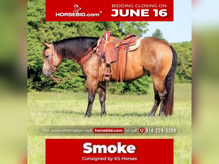 American Quarter Horse Wallach 8 Jahre 152 cm Buckskin in Clarion, PA