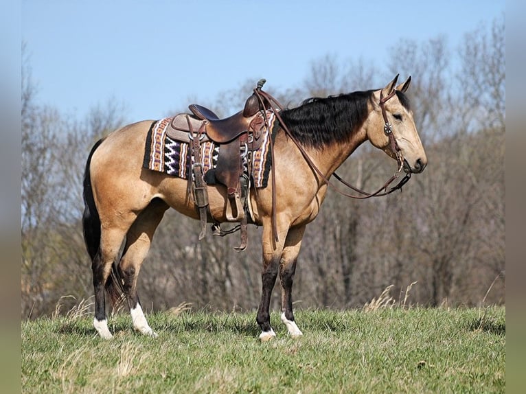 American Quarter Horse Wallach 8 Jahre 152 cm Buckskin in Brodhead KY