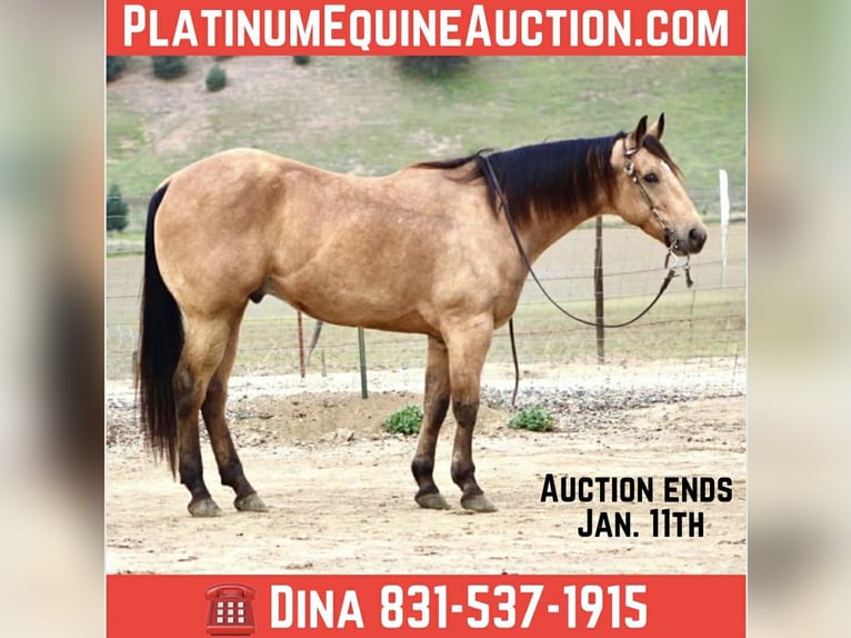 American Quarter Horse Wallach 8 Jahre 152 cm Buckskin in Paicines CA