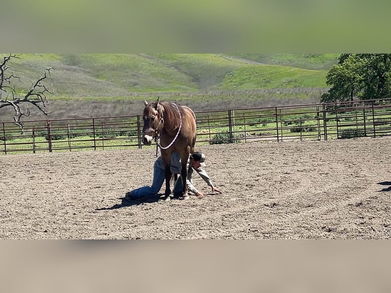 American Quarter Horse Wallach 8 Jahre 152 cm Buckskin in Paicines CA