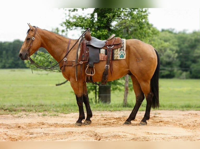 American Quarter Horse Wallach 8 Jahre 152 cm Buckskin in RUSk TX