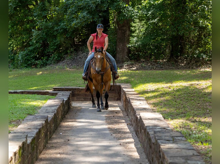 American Quarter Horse Wallach 8 Jahre 152 cm Buckskin in RUSk TX