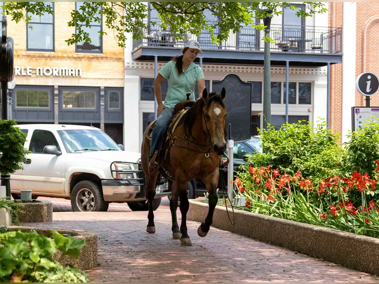 American Quarter Horse Wallach 8 Jahre 152 cm Buckskin in RUSk TX