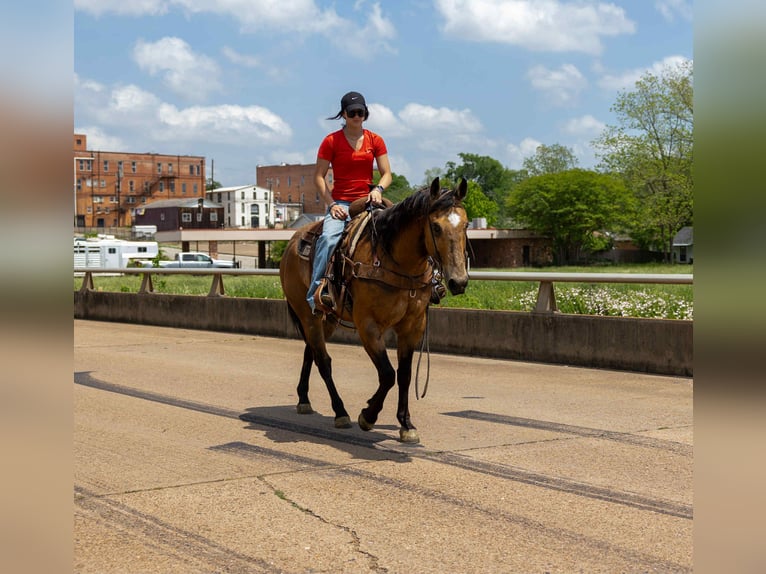 American Quarter Horse Wallach 8 Jahre 152 cm Buckskin in RUSk TX