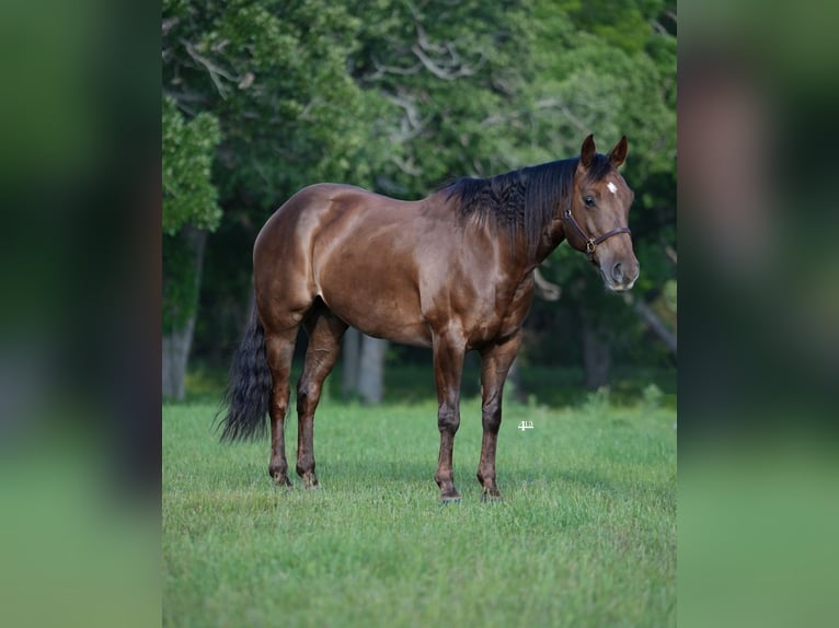 American Quarter Horse Wallach 8 Jahre 152 cm Dunkelfuchs in Weatherford