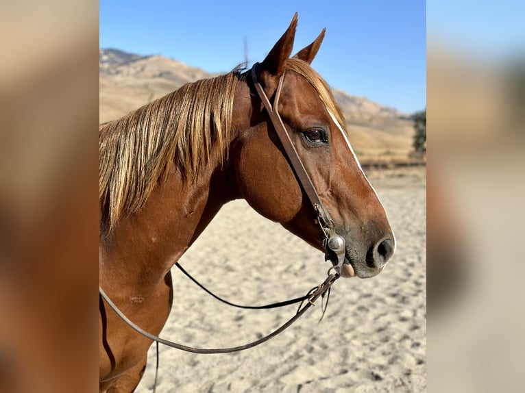 American Quarter Horse Wallach 8 Jahre 152 cm Dunkelfuchs in Paicines CA