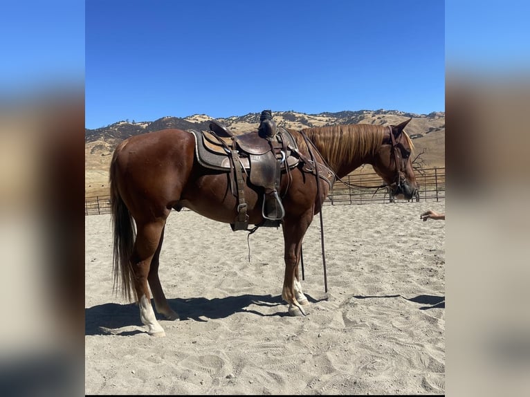 American Quarter Horse Wallach 8 Jahre 152 cm Dunkelfuchs in Paicines CA