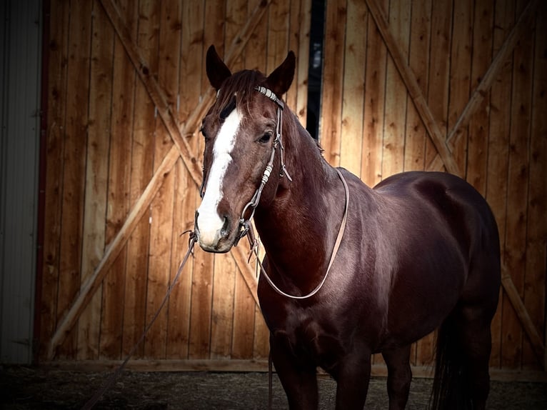 American Quarter Horse Wallach 8 Jahre 152 cm Dunkelfuchs in Fort Collins