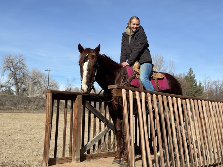 American Quarter Horse Wallach 8 Jahre 152 cm Dunkelfuchs in Fort Collins
