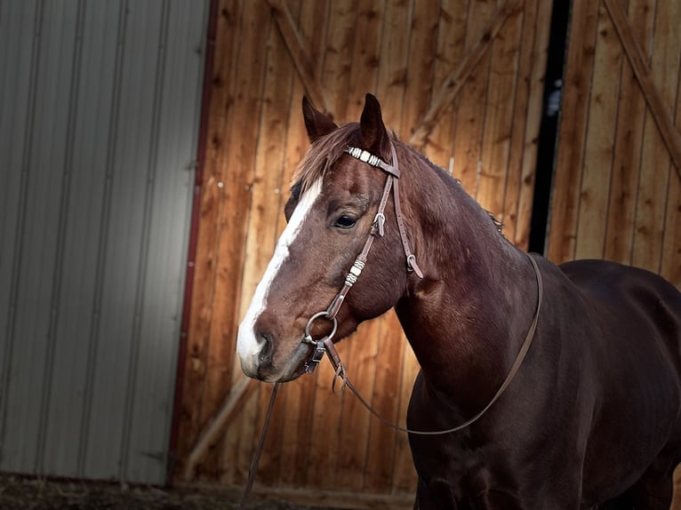 American Quarter Horse Wallach 8 Jahre 152 cm Dunkelfuchs in Fort Collins