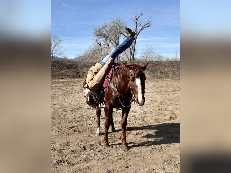 American Quarter Horse Wallach 8 Jahre 152 cm Dunkelfuchs in Fort Collins
