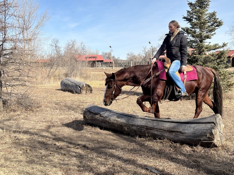 American Quarter Horse Wallach 8 Jahre 152 cm Dunkelfuchs in Fort Collins