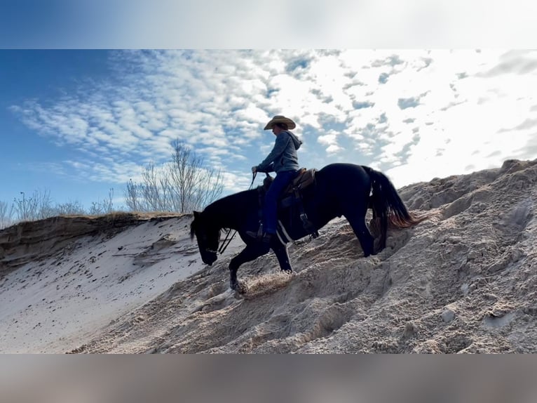 American Quarter Horse Wallach 8 Jahre 152 cm Dunkelfuchs in Raveena, TX