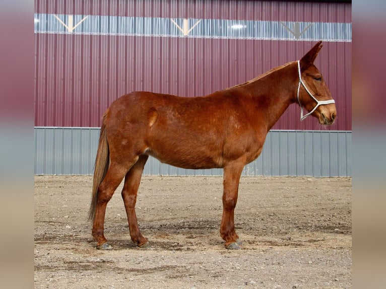 American Quarter Horse Wallach 8 Jahre 152 cm Dunkelfuchs in Howell MI