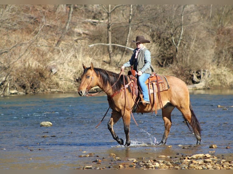 American Quarter Horse Wallach 8 Jahre 152 cm Falbe in Clarion, PA