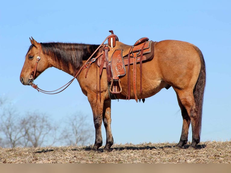 American Quarter Horse Wallach 8 Jahre 152 cm Falbe in Clarion, PA