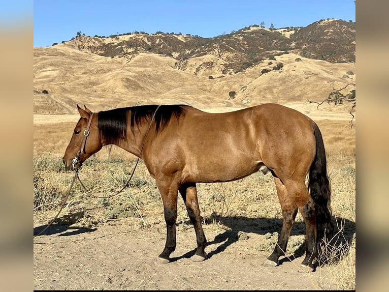 American Quarter Horse Wallach 8 Jahre 152 cm Falbe in Paicines CA