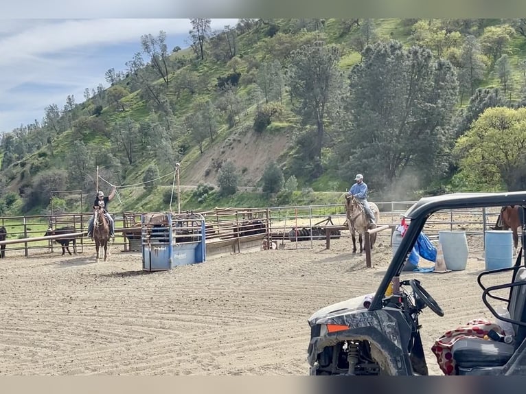 American Quarter Horse Wallach 8 Jahre 152 cm Falbe in Paicines CA