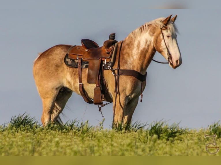 American Quarter Horse Wallach 8 Jahre 152 cm Falbe in Walkerton IN