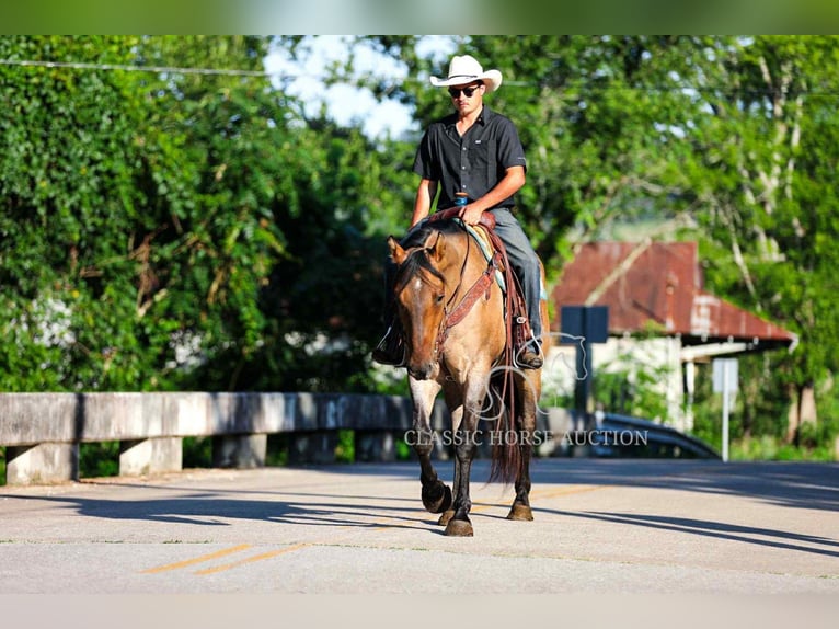American Quarter Horse Wallach 8 Jahre 152 cm Falbe in Columbia, TN
