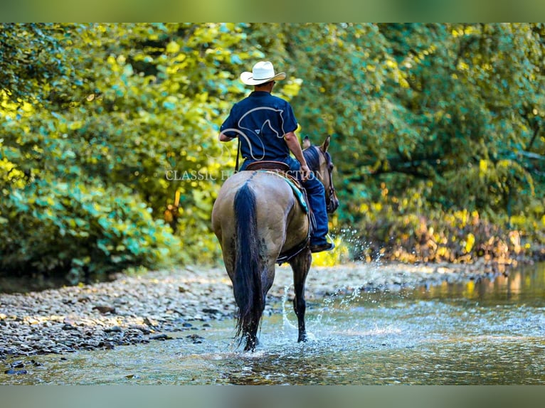 American Quarter Horse Wallach 8 Jahre 152 cm Falbe in Columbia, TN