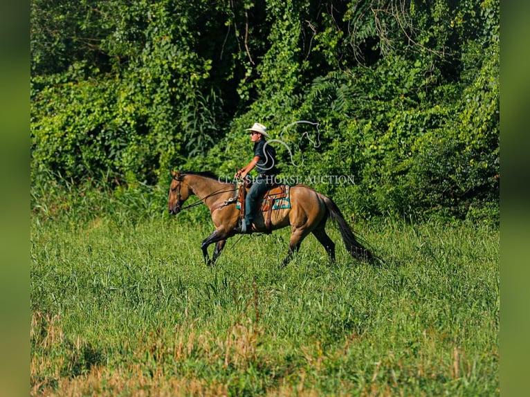 American Quarter Horse Wallach 8 Jahre 152 cm Falbe in Columbia, TN