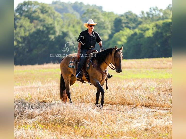 American Quarter Horse Wallach 8 Jahre 152 cm Falbe in Columbia, TN