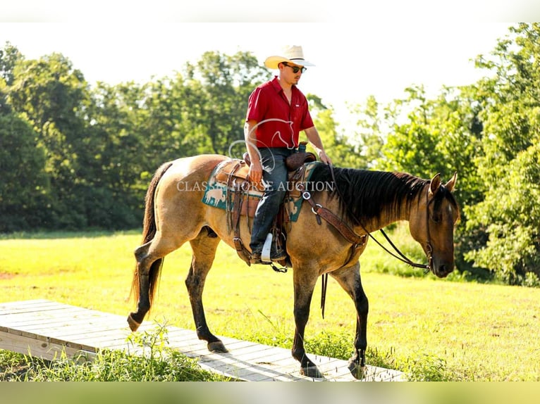 American Quarter Horse Wallach 8 Jahre 152 cm Falbe in Columbia, TN