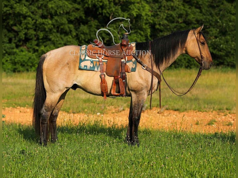 American Quarter Horse Wallach 8 Jahre 152 cm Falbe in Columbia, TN